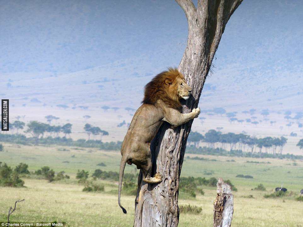 290E21A400000578-0-The_lion_had_been_hiding_in_the_grass_in_what_witnesses_suspecte-a-48_1432553946789