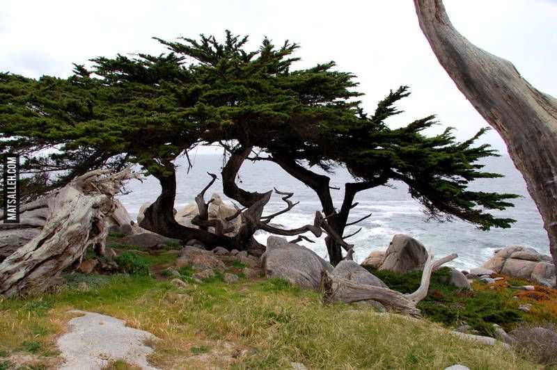 the-worlds-most-amazing-trees-15