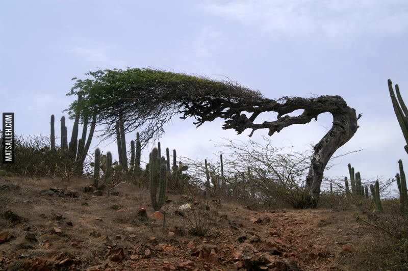 the-worlds-most-amazing-trees-20