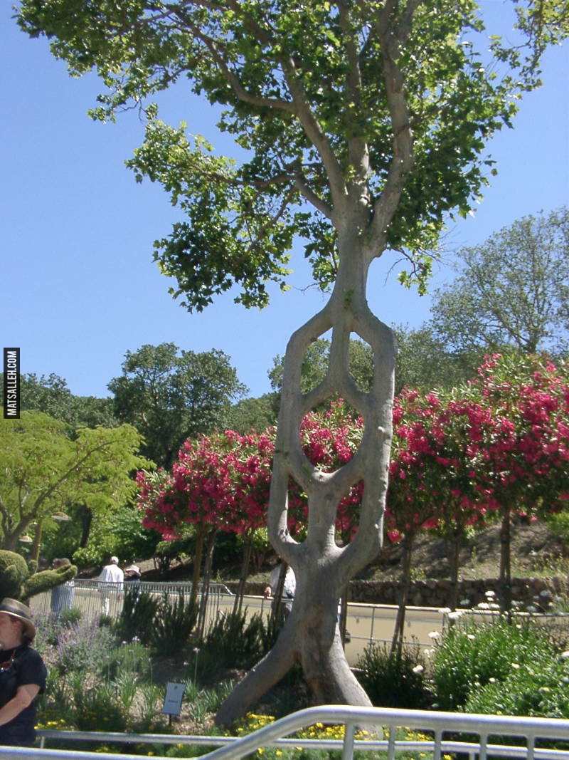 the-worlds-most-amazing-trees-23