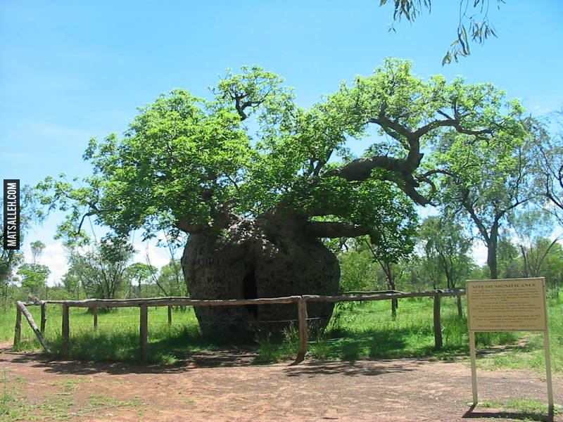 the-worlds-most-amazing-trees-30