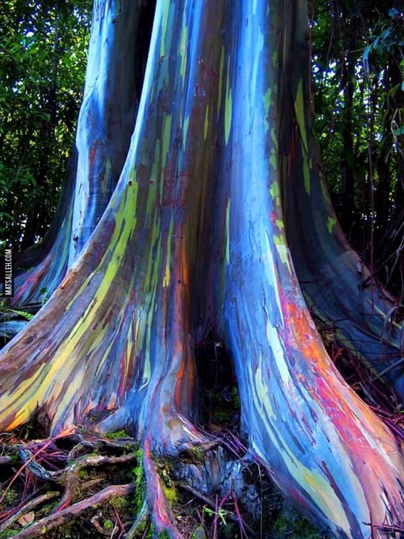 the-worlds-most-amazing-trees-4