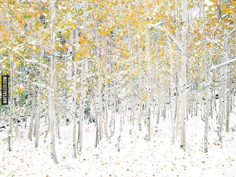 Quaking Aspens